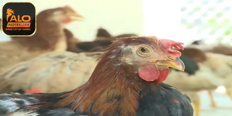 Biện pháp hiệu quả ngăn chặn bệnh ort ở gà