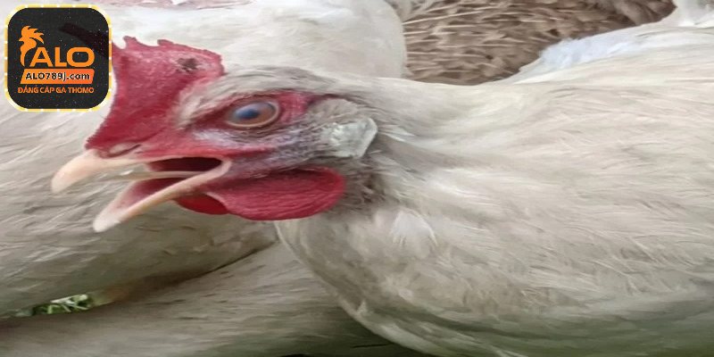 Điều trị bệnh ORT ở gà đòi hỏi sự can thiệp kịp thời