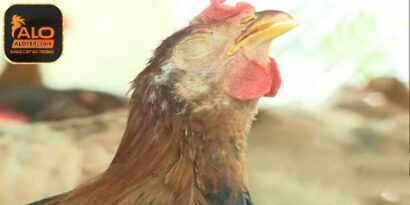 Đặc điểm cơ bản của bệnh ort ở gà