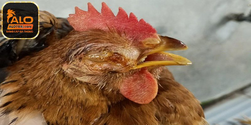 Việc tăng cường hỗ trợ điều trị trước khi sử dụng kháng sinh là quan trọng