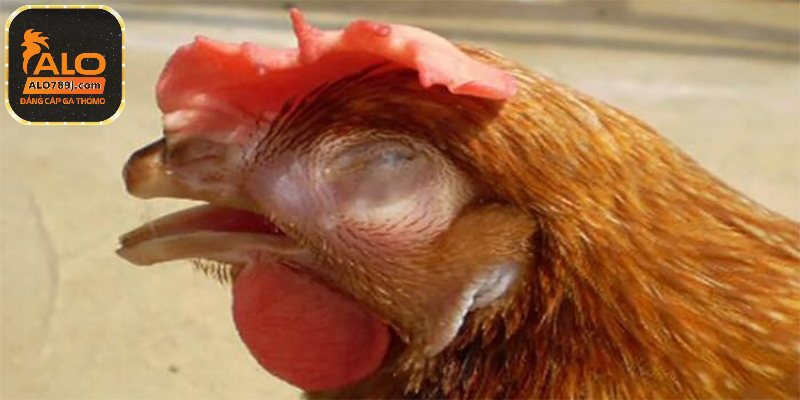 Những triệu chứng dễ nhận biết bệnh ORT ở gà