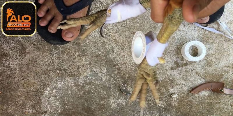 Băng cựa gà đối với gà tre cùng với gà tre lai cũng được sư kê quan tâm nhiều