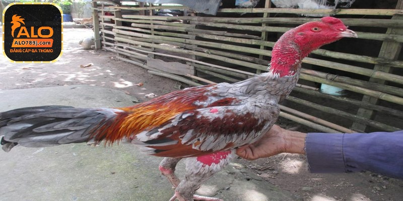 Cách nuôi chiến kê chuẩn đặc biệt đòi hỏi đến chế độ ăn uống phù hợp 