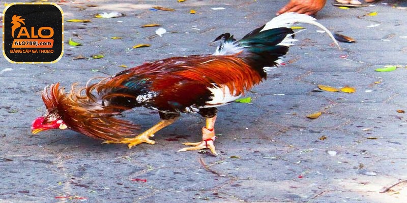 Cách nuôi gà đá khỏe mạnh, tăng lực là nên tập luyện thường xuyên mỗi ngày cho gà