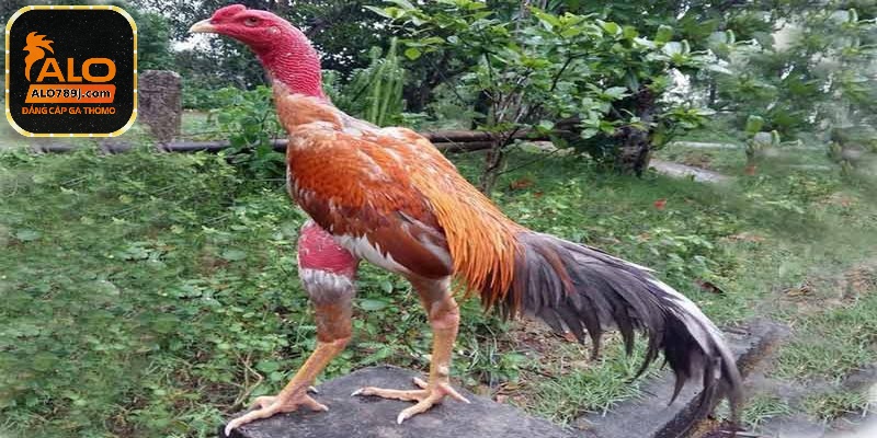 Việc om bóp cho chiến kê thường xuyên chính là bài tập chăm sóc sức khỏe hiệu quả 