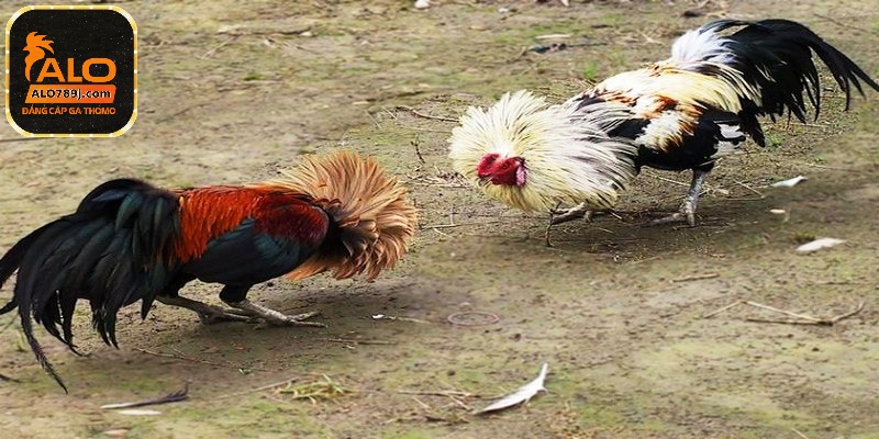 Nên kẹp chú gà đá giữa hai chân để thực hiện cho việc băng cựa