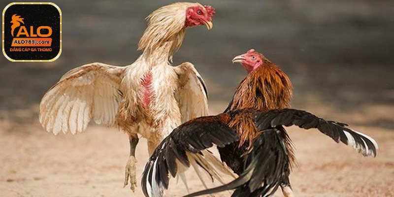 Nên chú ý đến quan sát gà của mình để tránh bị đối phương chơi xấu