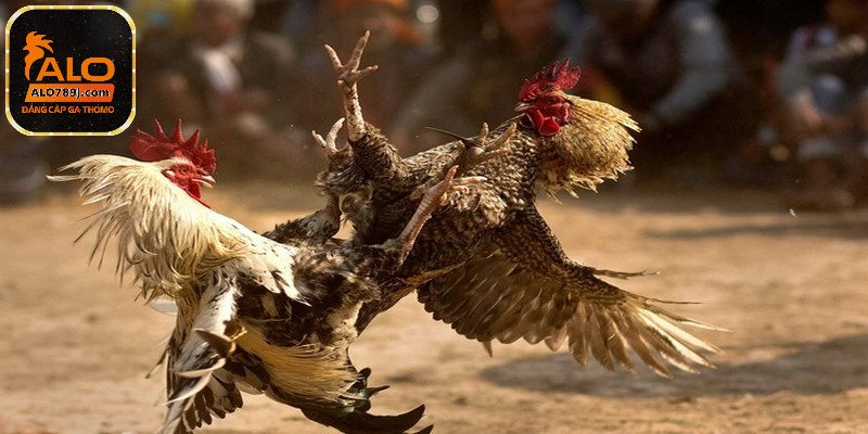 Cách thả gà đá mang đến hiệu quả cao là nên giữ ca ở nguyên một vị trí