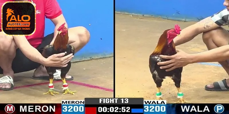 Đá gà cựa dao Philippines có đội ngũ chuyên gia hỗ trợ tận tình