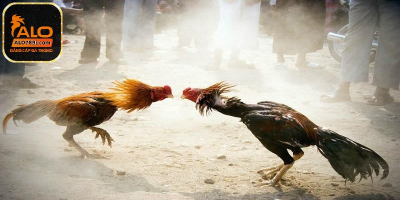 Gà nòi là giống chọi được nuôi và huấn luyện đặc biệt