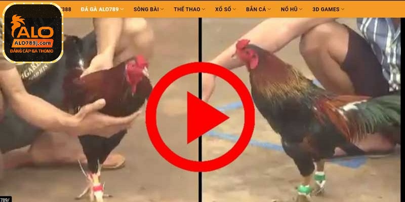 Hội tụ nhiều giống gà độc lạ, dũng mãnh toàn cầu