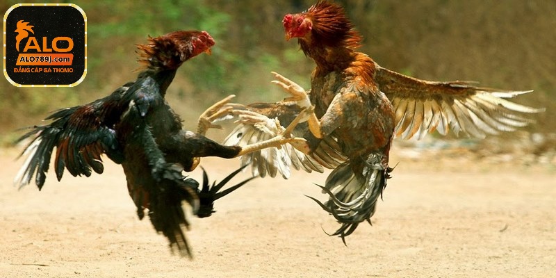 ALO789 đặc biệt chú trọng đảm bảo tính công bằng trong giải chọi gà