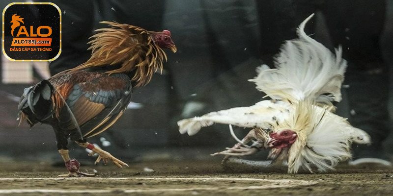 Kỹ năng khi chơi đá gà hàng xáo tại cửa tử