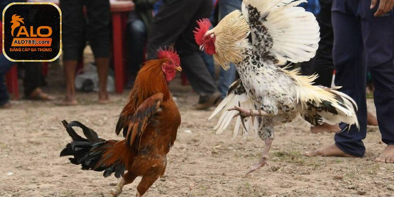 Kinh nghiệm chơi đá gà hàng xáo chuẩn tại ALO789