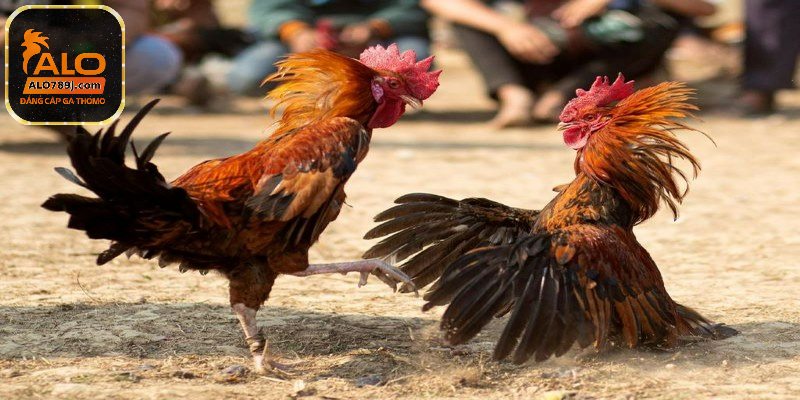 Kỹ năng khi chơi đá gà hàng xáo tại cửa sanh