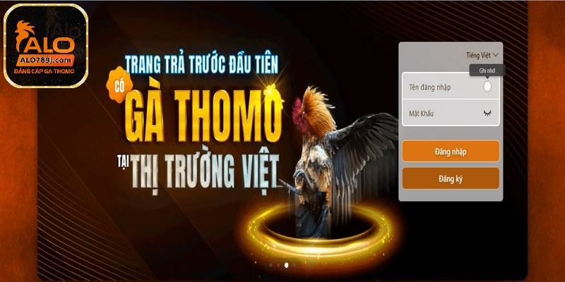 Xem đá gà trực tiếp Thomo 24/7 ALO789 siêu dễ dàng