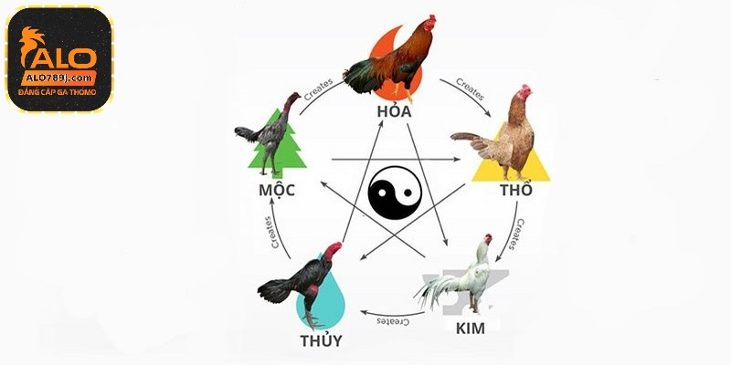 Màu mạng gà đá mệnh thổ sẽ tương ứng với các gam màu cam hoặc nâu