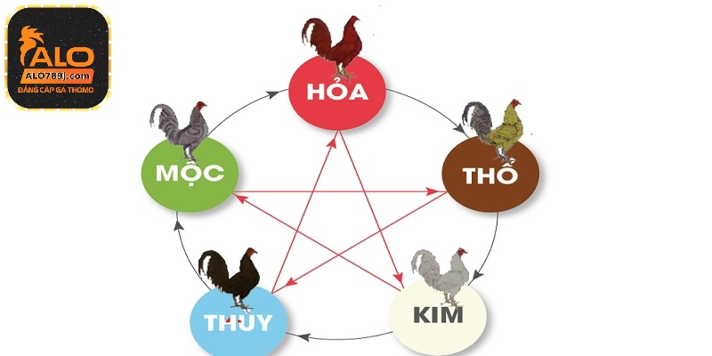 Xem màu mạng chiến kê đá dựa theo cách thức ngũ hành quen thuộc