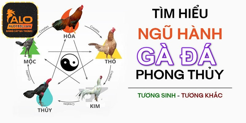Màu mạng gà thuộc mệnh thủy sẽ thích hợp với những chú gà có bộ lông xanh, đen