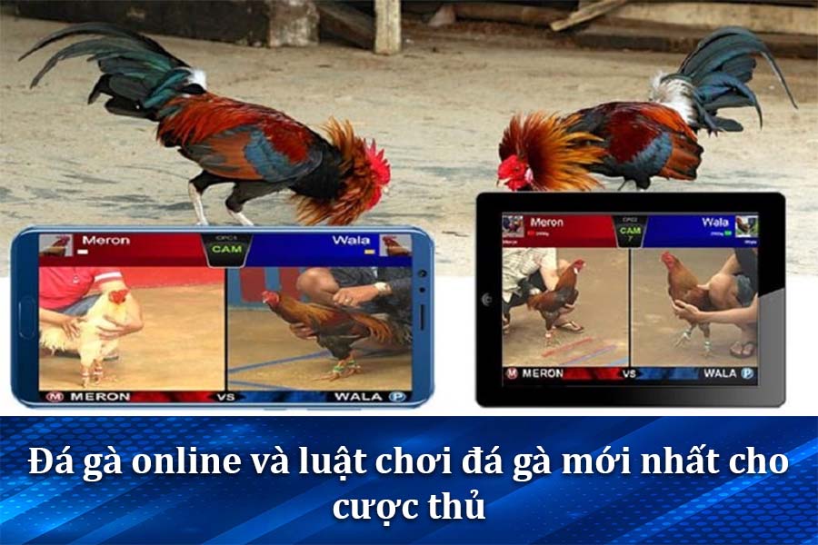 BJ38 TRANG CHỦ ĐÁ GÀ THOMO CPC - Khám Phá Thế Giới Cá Cược Đỉnh Cao