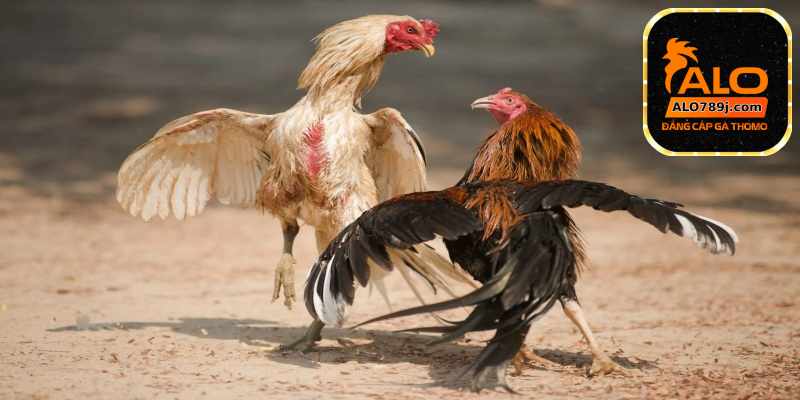 Đá gà trực tuyến