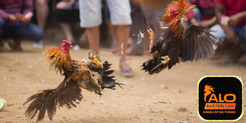 Tổng quan về BJ388  - Trang đá gà top 1 Việt Nam